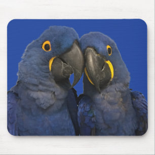 Hyacinne Macaw Parrot Rare Blue Muismat