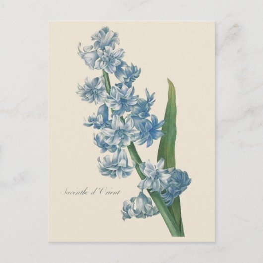 Hyacint Blauwe Bloem Illustratie Briefkaart (Voorkant)