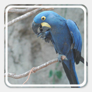 Hyacint Macaw Stickers