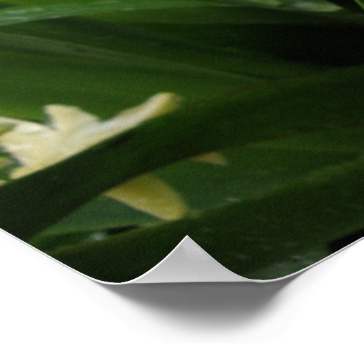 Hyacinten en regendruppels poster (Hoek)