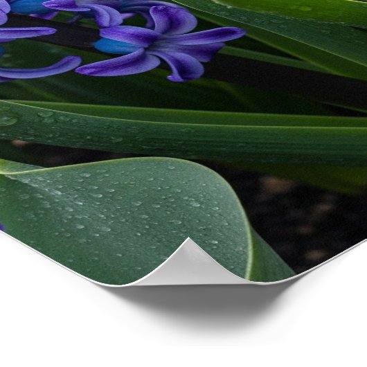 Hyacinten in bloei poster (Hoek)