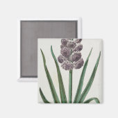 Hyacinth Bloem (door Johann Michael Seligmann) Magneet (Voorkant / Achterkant)
