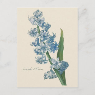 Hyacinth Blue Flower Illustration Briefkaart
