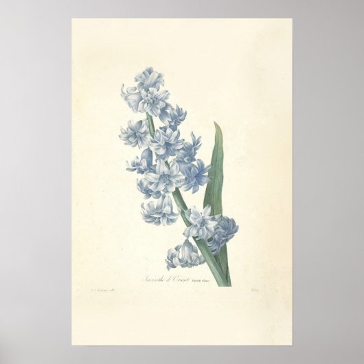 Hyacinth Canvas afdrukken Poster (Voorkant)