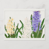 Hyacinth door Tanigami Konan Briefkaart (Voorkant)