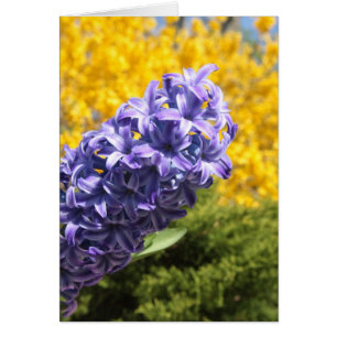 Hyacinth en Forsythia