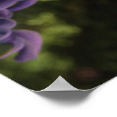 Hyacinth en Forsythia Poster (Hoek)