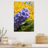 Hyacinth en Forsythia Poster (Keuken)