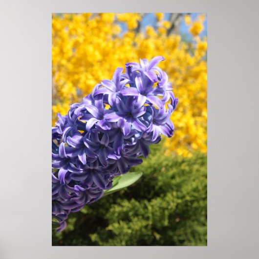 Hyacinth en Forsythia Poster (Voorkant)