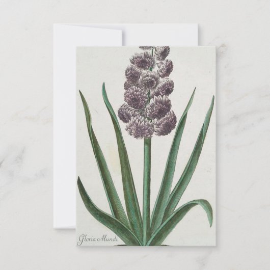 Hyacinth Flower (door Johann Michael Seligmann) Kaart (Voorkant)