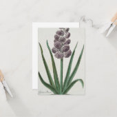 Hyacinth Flower (door Johann Michael Seligmann) Kaart (Voorkant / Achterkant in situ)