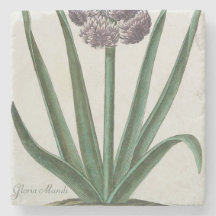 Hyacinth Flower (door Johann Michael Seligmann)