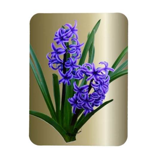Hyacinth Flower in Full Bloom Magneet (Verticaal)