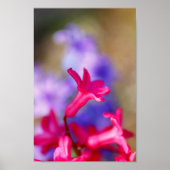 Hyacinth Flowers Poster (Voorkant)