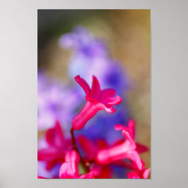 Hyacinth Flowers Poster