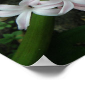 Hyacinth in Bloom Print (Hoek)