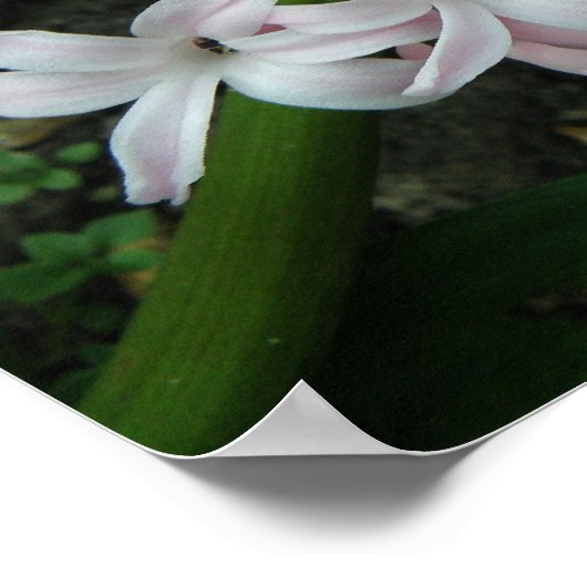 Hyacinth in Bloom Print (Hoek)
