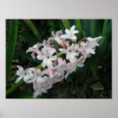 Hyacinth in Bloom Print (Voorkant)