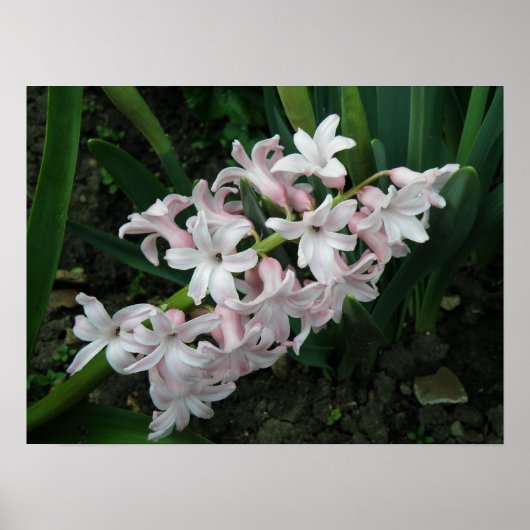 Hyacinth in Bloom Print (Voorkant)