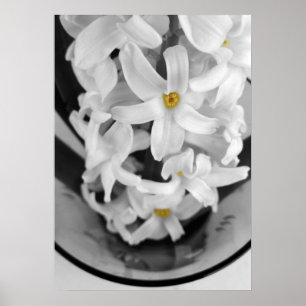 hyacinth in zwart-wit poster