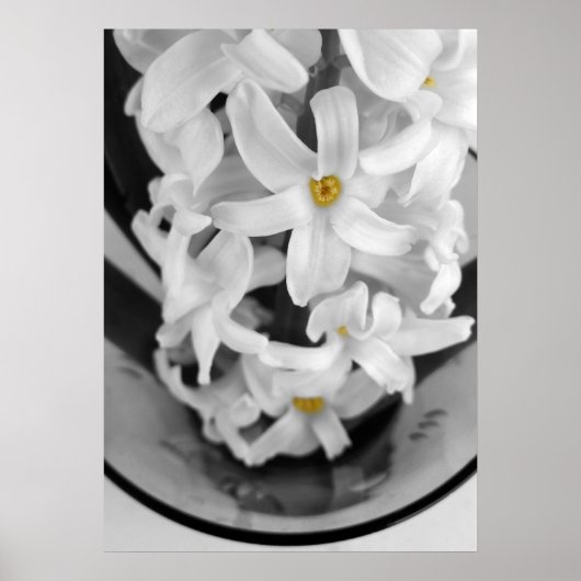 hyacinth in zwart-wit poster (Voorkant)