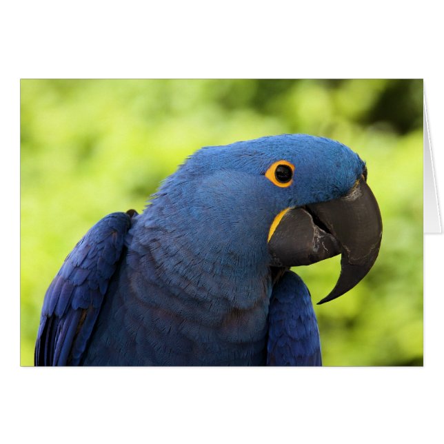 Hyacinth Macaw (Voorkant Horizontaal)