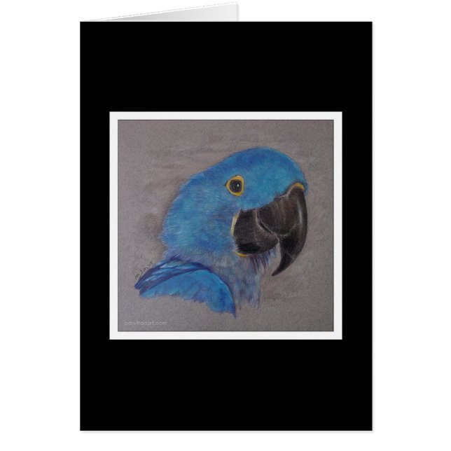 Hyacinth Macaw (Voorkant)