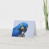 Hyacinth Macaw Aanmoediging JW