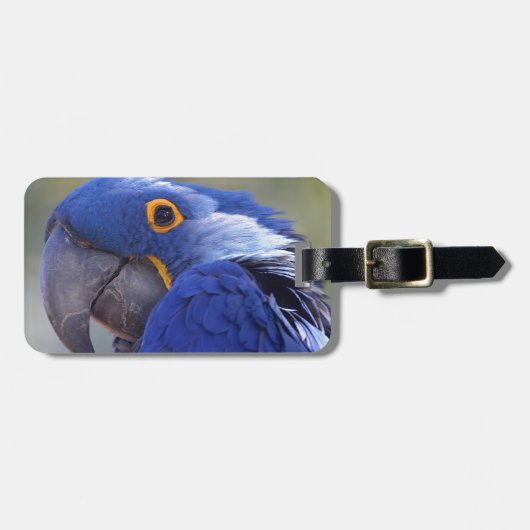 Hyacinth Macaw Bagagelabel (Voorkant horizontaal)