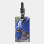 Hyacinth Macaw Bagagelabel (Voorkant verticaal)