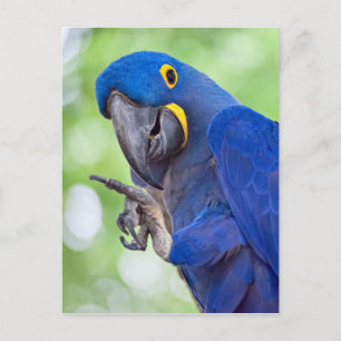 Hyacinth Macaw Bird Briefkaart