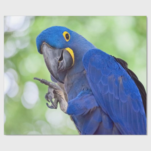 Hyacinth Macaw Bird Cadeaupapier (Vlak)