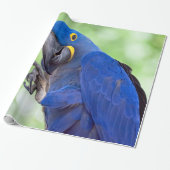 Hyacinth Macaw Bird Cadeaupapier (Uitgerold)