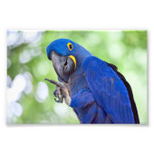 Hyacinth Macaw Bird Foto Afdruk (Voorkant)