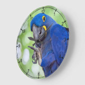 Hyacinth Macaw Bird Grote Klok (Hoek)