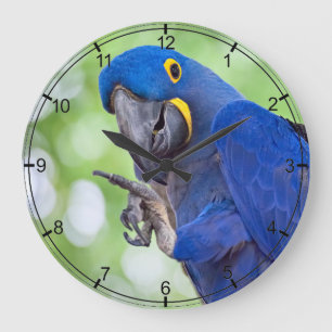 Hyacinth Macaw Bird Grote Klok