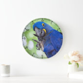 Hyacinth Macaw Bird Grote Klok (Huis)