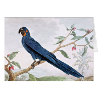 Hyacinth Macaw Bird Tekening
