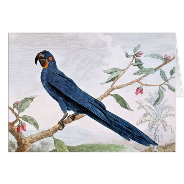 Hyacinth Macaw Bird Tekening (Voorkant Horizontaal)