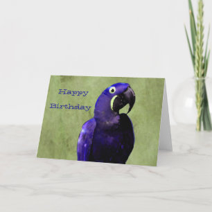 Hyacinth Macaw Birthday Kaart