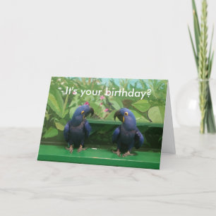 Hyacinth Macaw Birthday Kaart