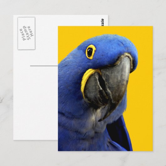 Hyacinth Macaw Briefkaart (Voorkant / Achterkant)