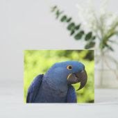 Hyacinth Macaw Briefkaart (Staand voorkant)
