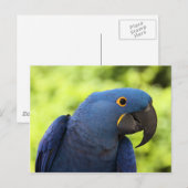 Hyacinth Macaw Briefkaart (Voorkant / Achterkant)
