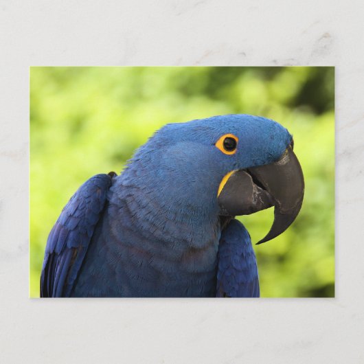 Hyacinth Macaw Briefkaart (Voorkant)