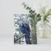 Hyacinth Macaw Briefkaart (Staand voorkant)