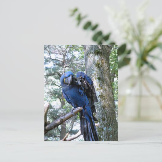 Hyacinth Macaw Briefkaart (Staand voorkant)
