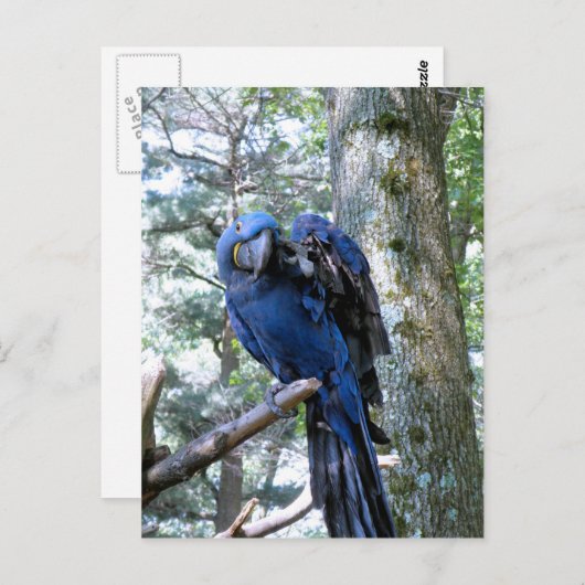 Hyacinth Macaw Briefkaart (Voorkant / Achterkant)