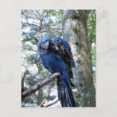 Hyacinth Macaw Briefkaart (Voorkant)