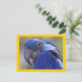 Hyacinth Macaw Briefkaart (Staand voorkant)